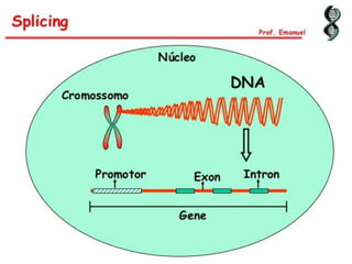 Duplicação, transcrição e tradução