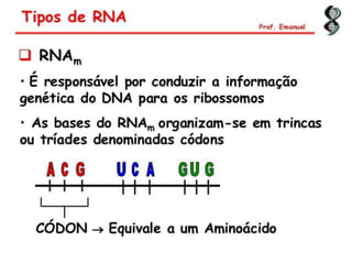 Duplicação, transcrição e tradução