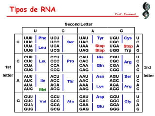 Duplicação, transcrição e tradução