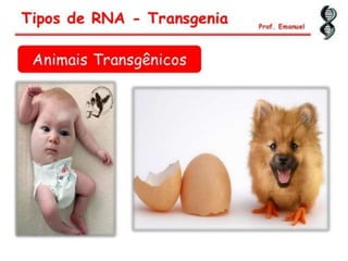 Duplicação, transcrição e tradução