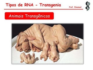 Duplicação, transcrição e tradução