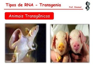 Duplicação, transcrição e tradução