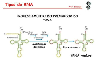Duplicação, transcrição e tradução
