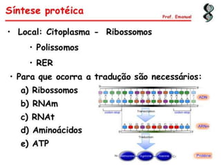Duplicação, transcrição e tradução