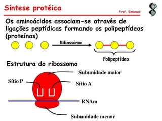 Duplicação, transcrição e tradução