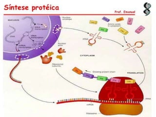 Duplicação, transcrição e tradução