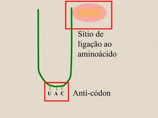 Sítio de
ligação ao
aminoácido

U A C

Anti-códon

 