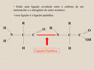 • Então uma ligação covalente entre o carbono de um

aminoácido e o nitrogênio do outro acontece.
• essa ligação é a ligação peptídica.

R

R

H

O
N

C

C

H

O
N

C

C
OH

H
H

Ligação Peptídica

H

 