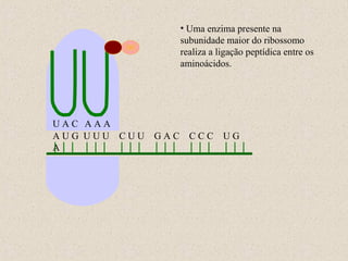 • Uma enzima presente na
subunidade maior do ribossomo
realiza a ligação peptídica entre os
aminoácidos.

UAC AAA
AUG UUU CUU
A

GAC

CCC

UG

 