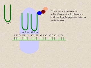 • Uma enzima presente na
subunidade maior do ribossomo
realiza a ligação peptídica entre os
aminoácidos.
UAC
AAA GAA
AUG UUU CUU GAC
A

CCC

UG

 
