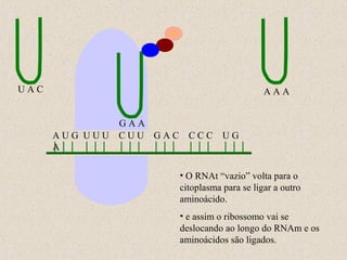 UAC

AAA

AUG UUU
A

GAA
CUU GAC

CCC

UG

• O RNAt “vazio” volta para o
citoplasma para se ligar a outro
aminoácido.
• e assim o ribossomo vai se
deslocando ao longo do RNAm e os
aminoácidos são ligados.

 