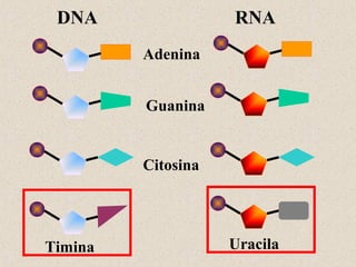 DNA

RNA
Adenina
Guanina

Citosina

Timina

Uracila

 