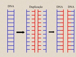 DNA

Duplicação

DNA

DNA

 