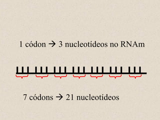 1 códon  3 nucleotídeos no RNAm

7 códons  21 nucleotídeos

 