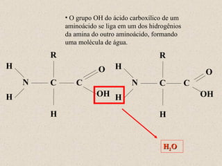 N H R C OH O H H C N H R C OH O H H C H 2 O O grupo OH do ácido carboxílico de um aminoácido se liga em um dos hidrogênios da amina do outro aminoácido, formando uma molécula de água. 