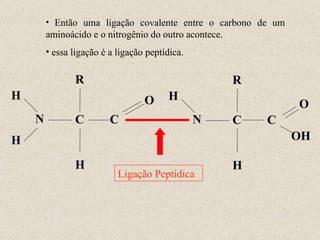 N H R C O H H N H R C OH O H C C Ligação Peptídica Então uma ligação covalente entre o carbono de um aminoácido e o nitrogênio do outro acontece. essa ligação é a ligação peptídica. 
