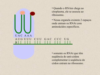 A U G  U U U  C U U  G A C  C C C  U G A U A C A A A Quando o RNAm chega ao citoplasma, ele se associa ao ribossomo. Nessa organela existem 2 espaços onde entram os RNAt com aminoácidos específicos. somente os RNAt que têm seqüência do anti-códon complementar à seqüência do códon entram no ribossomo. 