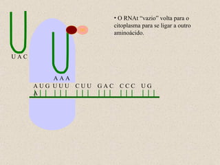 A U G  U U U  C U U  G A C  C C C  U G A U A C A A A O RNAt “vazio” volta para o citoplasma para se ligar a outro aminoácido. 