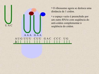 A U G  U U U  C U U  G A C  C C C  U G A U A C A A A G A A O ribossomo agora se desloca uma distância de 1 códon. o espaço vazio é preenchido por um outro RNAt com seqüência do anti-códon complementar à seqüência do códon. 