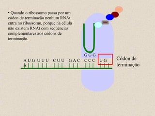 A U G  U U U  C U U  G A C  C C C  U G A G G G Códon de terminação Quando o ribossomo passa por um códon de terminação nenhum RNAt entra no ribossomo, porque na célula não existem RNAt com seqüências complementares aos códons de terminação. 