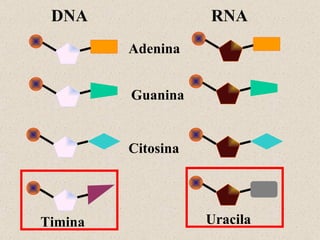 DNA RNA Adenina Guanina Citosina Timina Uracila 