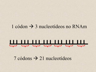 1 códon    3 nucleotídeos no RNAm 7 códons    21 nucleotídeos 