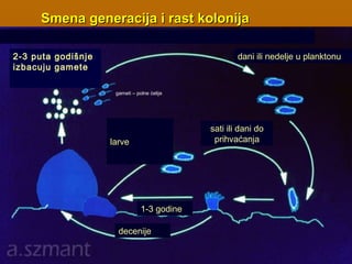2-3 puta godišnje
izbacuju gamete
Smena generacija i rast kolonijaSmena generacija i rast kolonija
dani ili nedelje u planktonu
larve
sati ili dani do
prihvaćanja
1-3 godine
decenije
gameti – polne ćelije
 