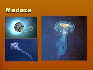 MeduzeMeduze
 