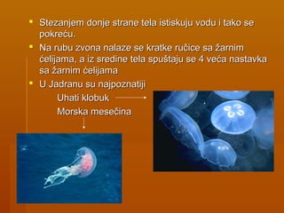  Stezanjem donje strane tela istiskuju vodu i tako seStezanjem donje strane tela istiskuju vodu i tako se
pokreću.pokreću.
 Na rubu zvona nalaze se kratke ručice sa žarnimNa rubu zvona nalaze se kratke ručice sa žarnim
ćelijama, a iz sredine tela spuštaju se 4 veća nastavkaćelijama, a iz sredine tela spuštaju se 4 veća nastavka
sa žarnim ćelijamasa žarnim ćelijama
 U Jadranu su najpoznatijiU Jadranu su najpoznatiji
Uhati klobukUhati klobuk
Morska mesečinaMorska mesečina
 