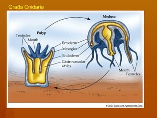 Građa Cnidaria
 
