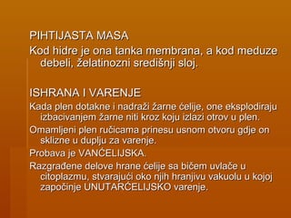 PIHTIJASTA MASAPIHTIJASTA MASA
Kod hidre je ona tanka membrana, a kod meduzeKod hidre je ona tanka membrana, a kod meduze
debeli, želatinozni središnji sloj.debeli, želatinozni središnji sloj.
ISHRANA I VARENJEISHRANA I VARENJE
Kada plen dotakne i nadraži žarne ćelije, one eksplodirajuKada plen dotakne i nadraži žarne ćelije, one eksplodiraju
izbacivanjem žarne niti kroz koju izlazi otrov u plen.izbacivanjem žarne niti kroz koju izlazi otrov u plen.
Omamljeni plen ručicama prinesu usnom otvoru gdje onOmamljeni plen ručicama prinesu usnom otvoru gdje on
sklizne u duplju za varenje.sklizne u duplju za varenje.
Probava je VANĆELIJSKA.Probava je VANĆELIJSKA.
Razgrađene delove hrane ćelije sa bičem uvlače uRazgrađene delove hrane ćelije sa bičem uvlače u
citoplazmu, stvarajući oko njih hranjivu vakuolu u kojojcitoplazmu, stvarajući oko njih hranjivu vakuolu u kojoj
započinje UNUTARĆELIJSKO varenje.započinje UNUTARĆELIJSKO varenje.
 