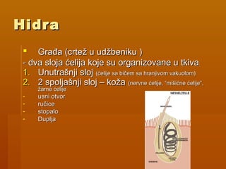 HidraHidra
 Građa (Građa (crtecrtež u udžbeniku )ž u udžbeniku )
- dva sloja ćelija koje su organizovane u tkiva- dva sloja ćelija koje su organizovane u tkiva
1.1. Unutrašnji slojUnutrašnji sloj (ćelije sa bičem sa hranjivom vakuolom)(ćelije sa bičem sa hranjivom vakuolom)
2.2. 2 spoljašnji sloj – koža2 spoljašnji sloj – koža (nervne ćelije, “mišićne ćelije”,(nervne ćelije, “mišićne ćelije”,
žarne ćeliježarne ćelije
- usni otvorusni otvor
- ručiceručice
- stopalostopalo
- DupljaDuplja
 