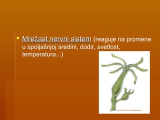  Mrežast nervni sistemMrežast nervni sistem (reaguje na promene
u spoljašnjoj sredini, dodir, svetlost,
temperatura...)
 