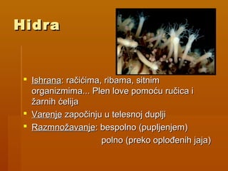 HidraHidra
 IshranaIshrana: račićima, ribama, sitnim: račićima, ribama, sitnim
organizmima... Plen love pomoću ručica iorganizmima... Plen love pomoću ručica i
žarnih ćelijažarnih ćelija
 VarenjeVarenje započinju u telesnoj dupljizapočinju u telesnoj duplji
 RazmnožavanjeRazmnožavanje: bespolno (pupljenjem): bespolno (pupljenjem)
polno (preko oplođenih jaja)polno (preko oplođenih jaja)
 