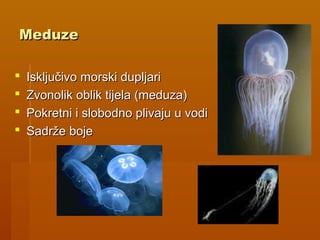 MeduzeMeduze
 Isključivo morski dupljariIsključivo morski dupljari
 Zvonolik oblik tijela (meduza)Zvonolik oblik tijela (meduza)
 Pokretni i slobodno plivaju u vodiPokretni i slobodno plivaju u vodi
 Sadrže bojeSadrže boje
 