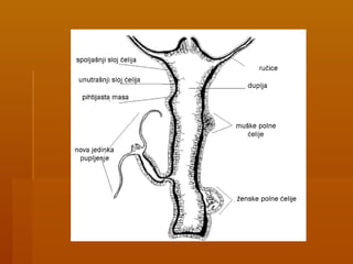  Mrežast nervni sistemMrežast nervni sistem (reaguje na promene
u spoljašnjoj sredini, dodir, svetlost,
temperatura...)
 