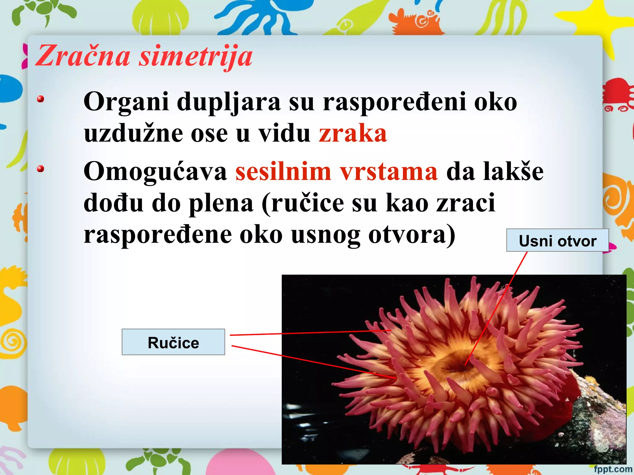 Zračna simetrija
Organi dupljara su raspoređeni oko
uzdužne ose u vidu zraka
Omogućava sesilnim vrstama da lakše
dođu do plena (ručice su kao zraci
raspoređene oko usnog otvora) Usni otvor
Ručice
 