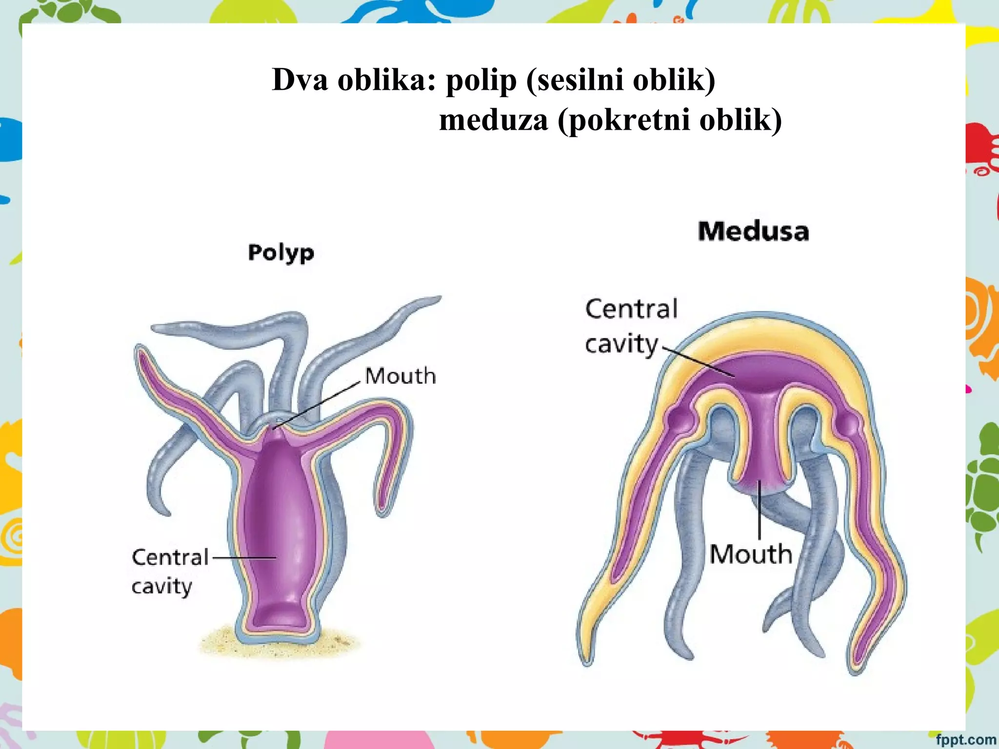 Dva oblika: polip (sesilni oblik)
meduza (pokretni oblik)
 