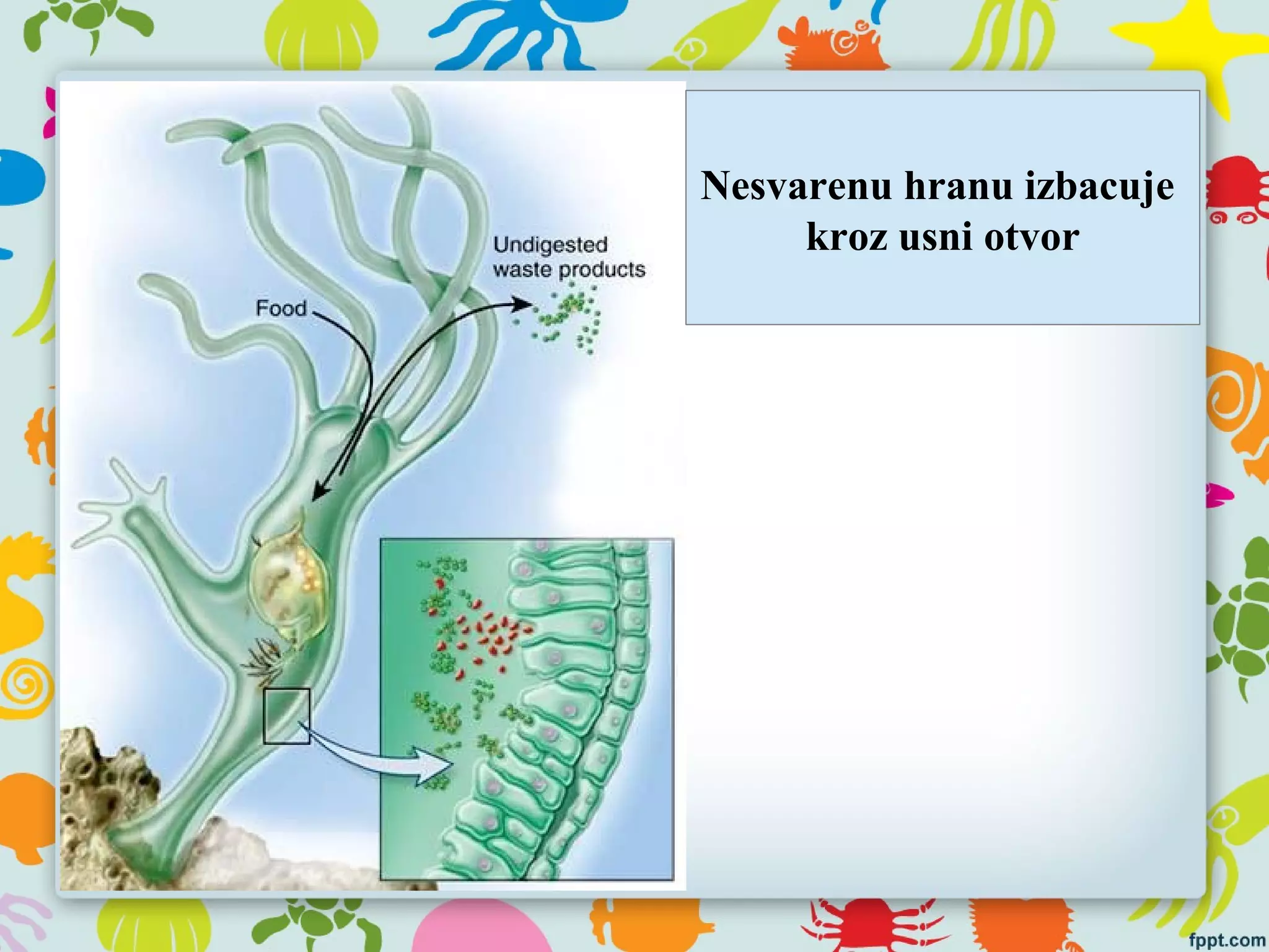 Nesvarenu hranu izbacuje
kroz usni otvor
 