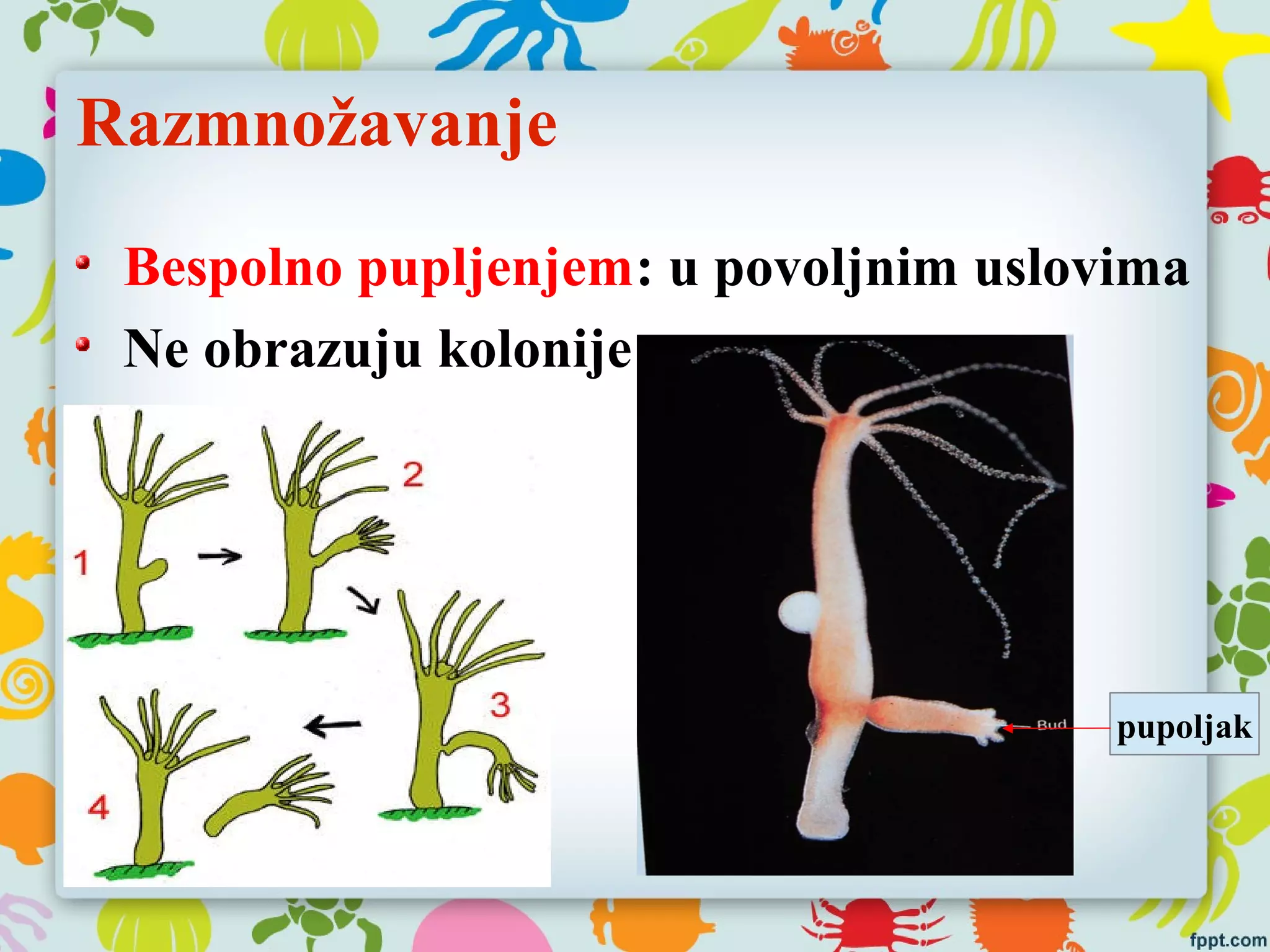 Razmnožavanje
Bespolno pupljenjem: u povoljnim uslovima
Ne obrazuju kolonije
pupoljak
 