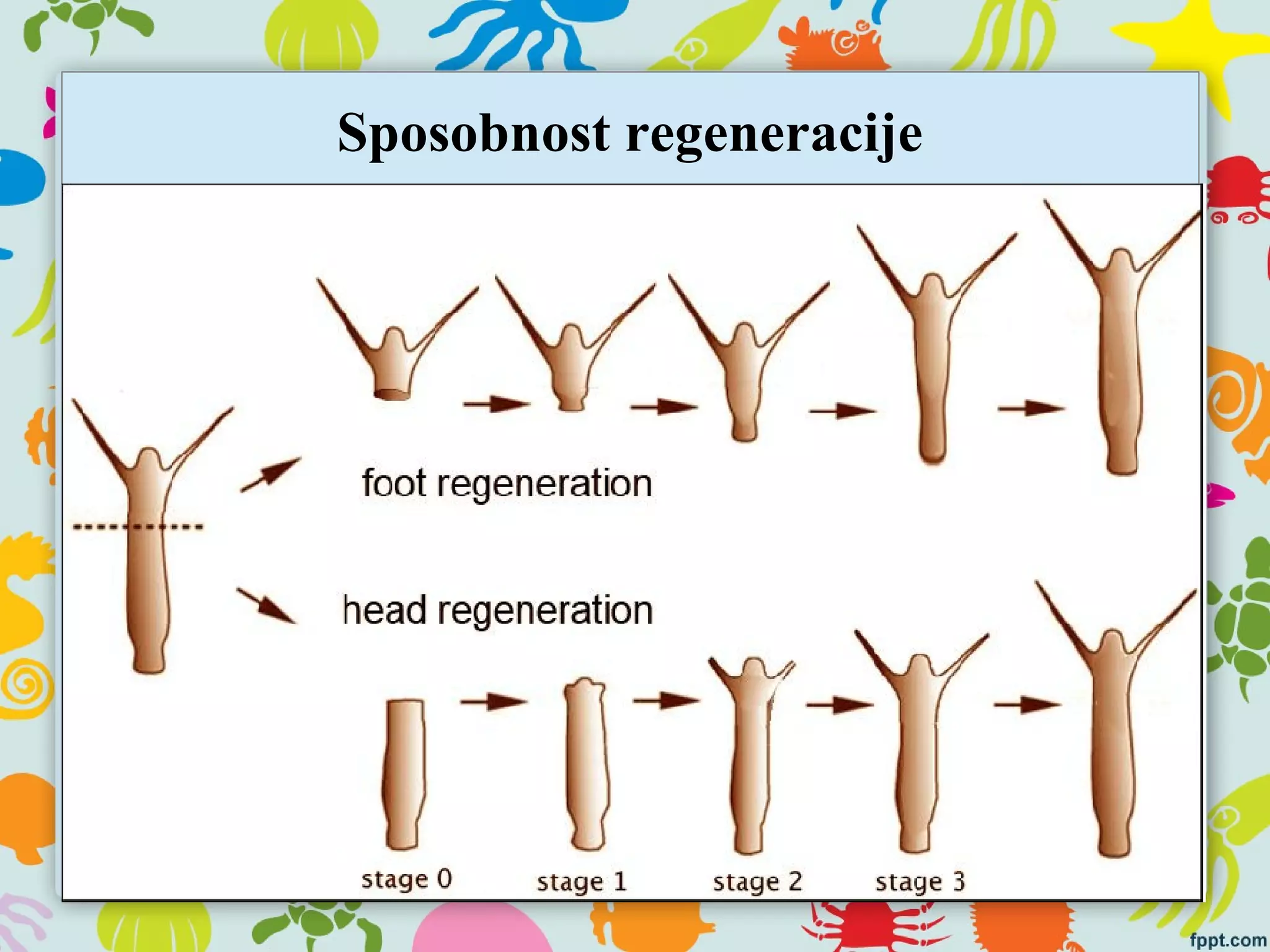 Sposobnost regeneracije
 