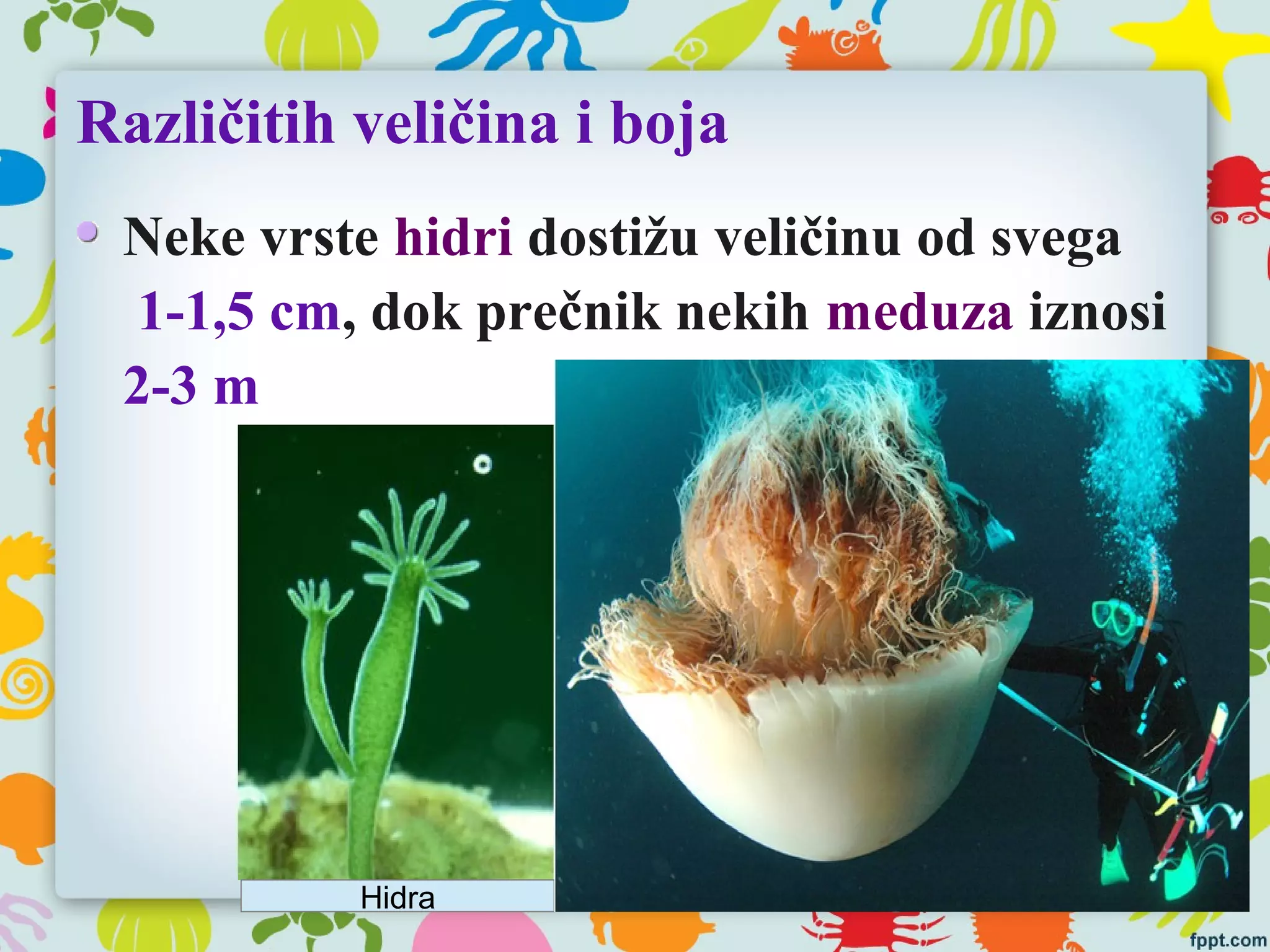 Različitih veličina i boja
Neke vrste hidri dostižu veličinu od svega
1-1,5 cm, dok prečnik nekih meduza iznosi
2-3 m
Hidra
 