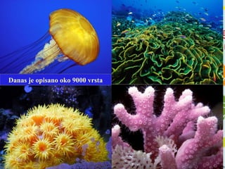 Danas je opisano oko 9000 vrsta
 