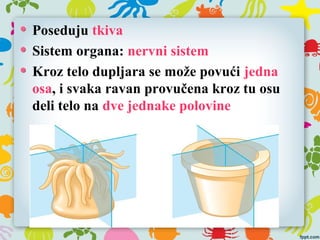Poseduju tkiva
Sistem organa: nervni sistem
Kroz telo dupljara se može povući jedna
osa, i svaka ravan provučena kroz tu osu
deli telo na dve jednake polovine
 