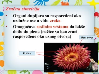Zračna simetrija
Organi dupljara su raspoređeni oko
uzdužne ose u vidu zraka
Omogućava sesilnim vrstama da lakše
dođu do plena (ručice su kao zraci
raspoređene oko usnog otvora) Usni otvor
Ručice
 
