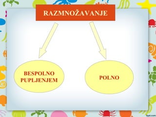 RAZMNOŽAVANJE
BESPOLNO
PUPLJENJEM POLNO
 