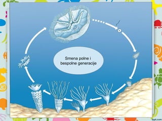 Smena polne i
bespolne generacije
 