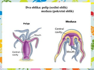 Dva oblika: polip (sesilni oblik)
meduza (pokretni oblik)
 