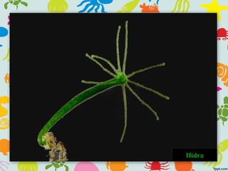 Hidra
 