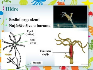 Hidre
Sesilni organizmi
Najčešće žive u barama
Pipci
(ručice)
Usni
otvor
Stopalo
Centralna
duplja
 